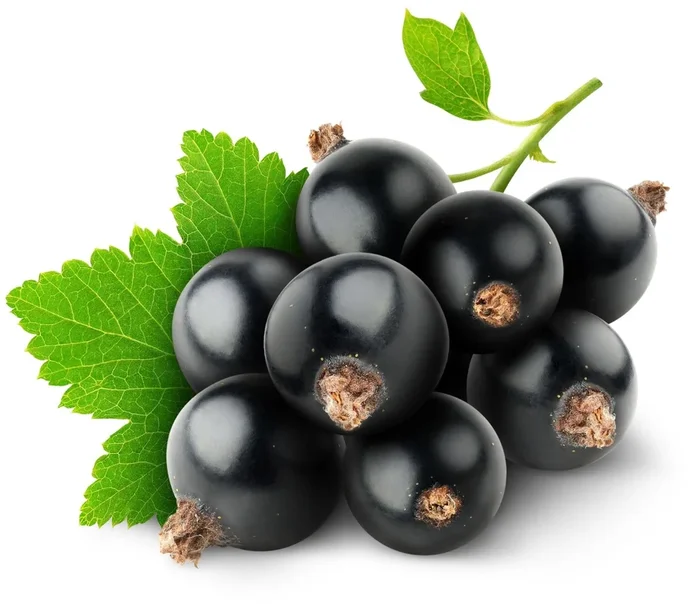 Blackcurrant E Liquid