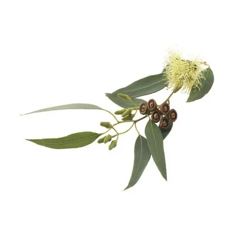 Eucalyptus 10ml (Aroma) (Atmos Lab)