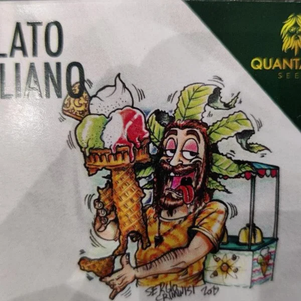 Gelato Italiano x 3 – Quantamon Seeds