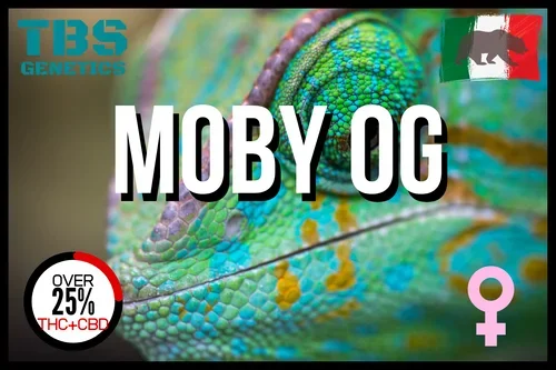 Moby OG 3 + 1 – TBS-Genetik