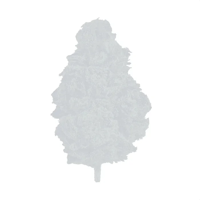 Seven Oaks Shishkaberry