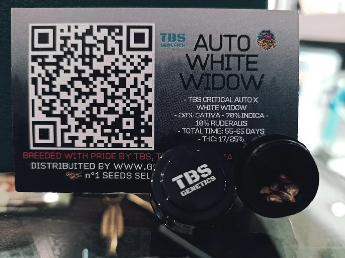White Widow Auto 3 + 1 – TBS-Genetik